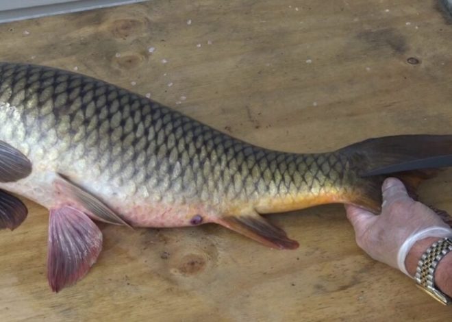 When I clean the fish, not a single scale flies around the kitchen. How to easily clean crucian carp and carp in 1 minute